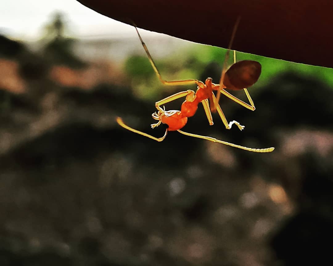 WEAVER ANT