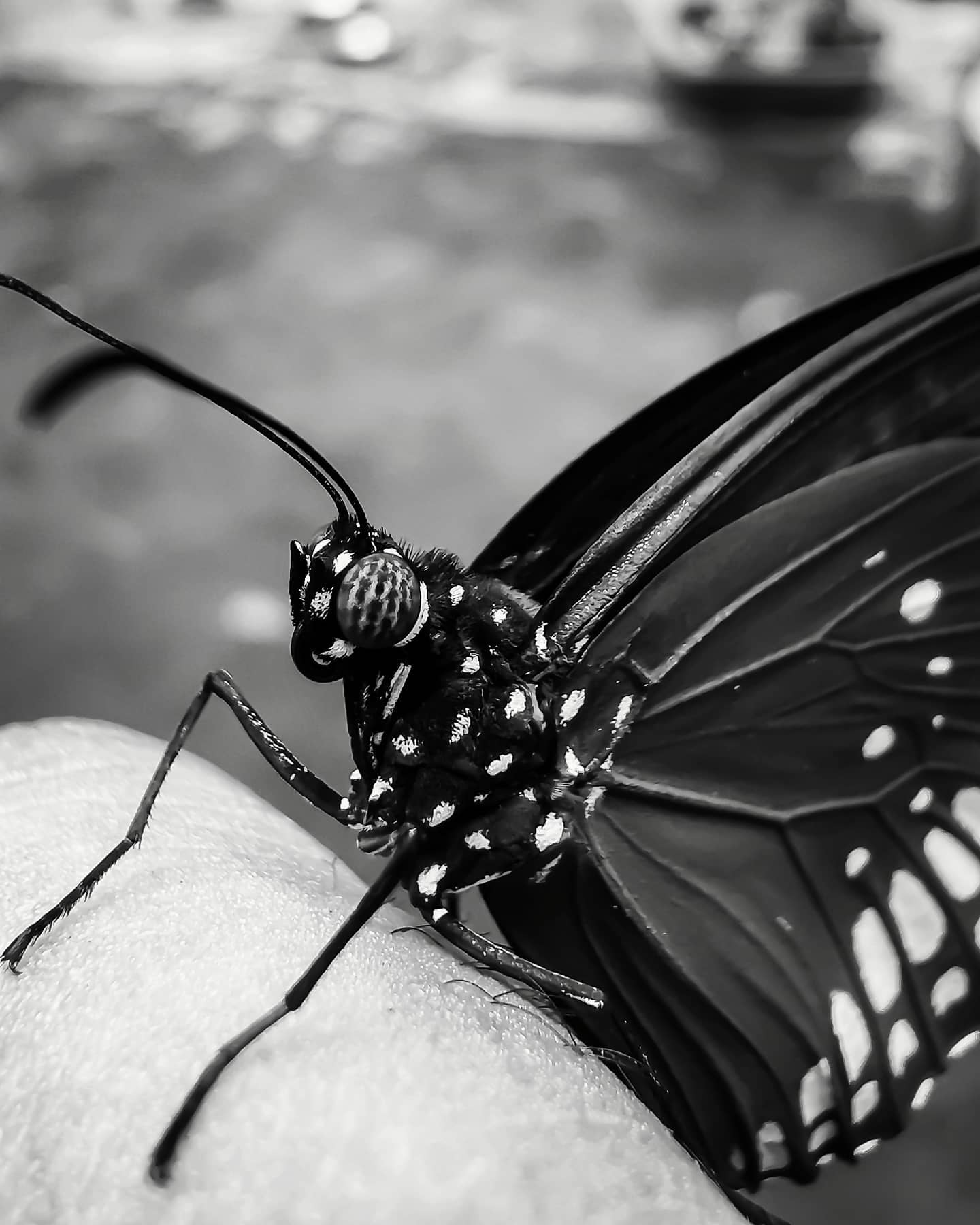BUTTERFLY