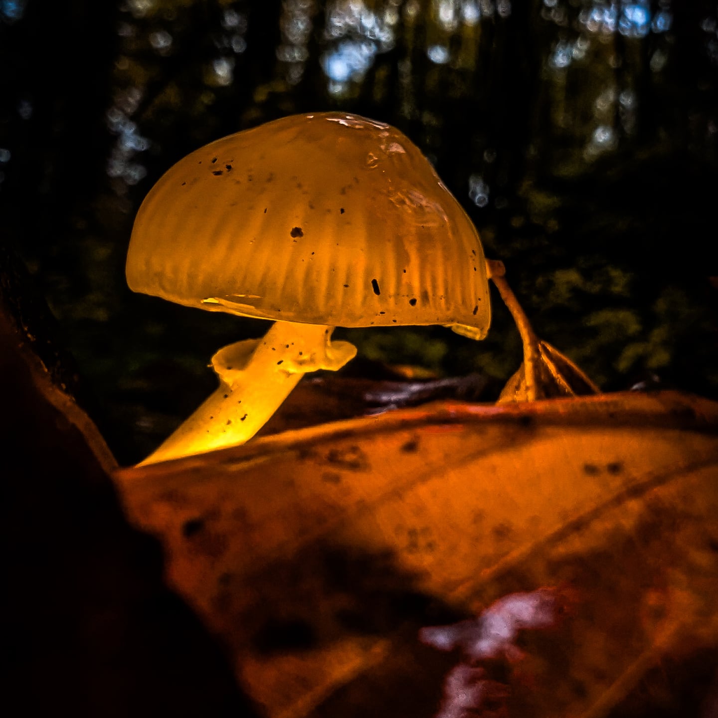 GLOWSHROOM