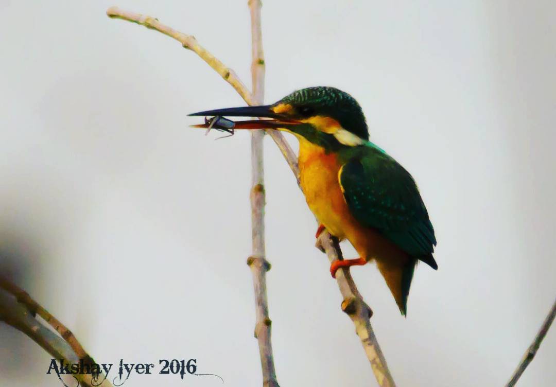 KINGFISHER