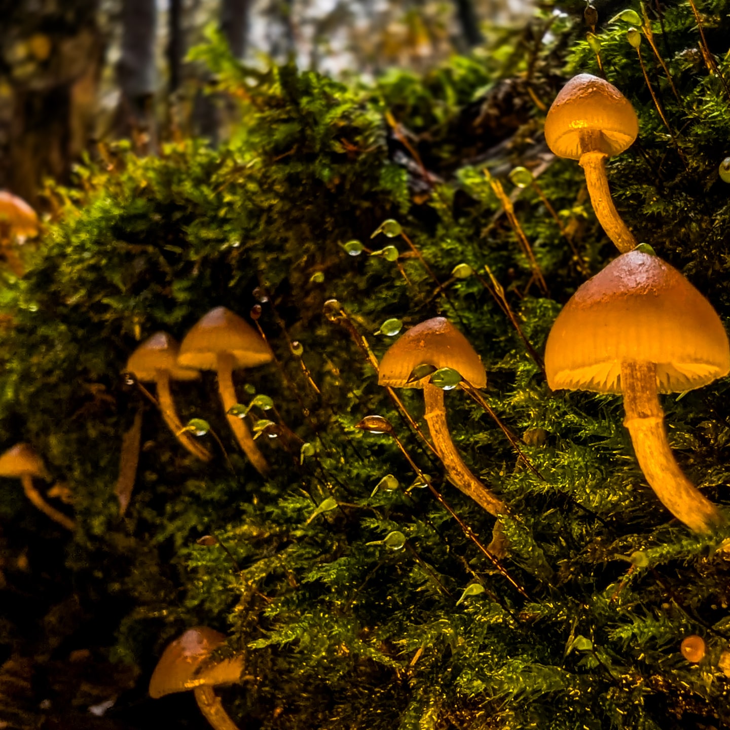 FOREST FLOOR