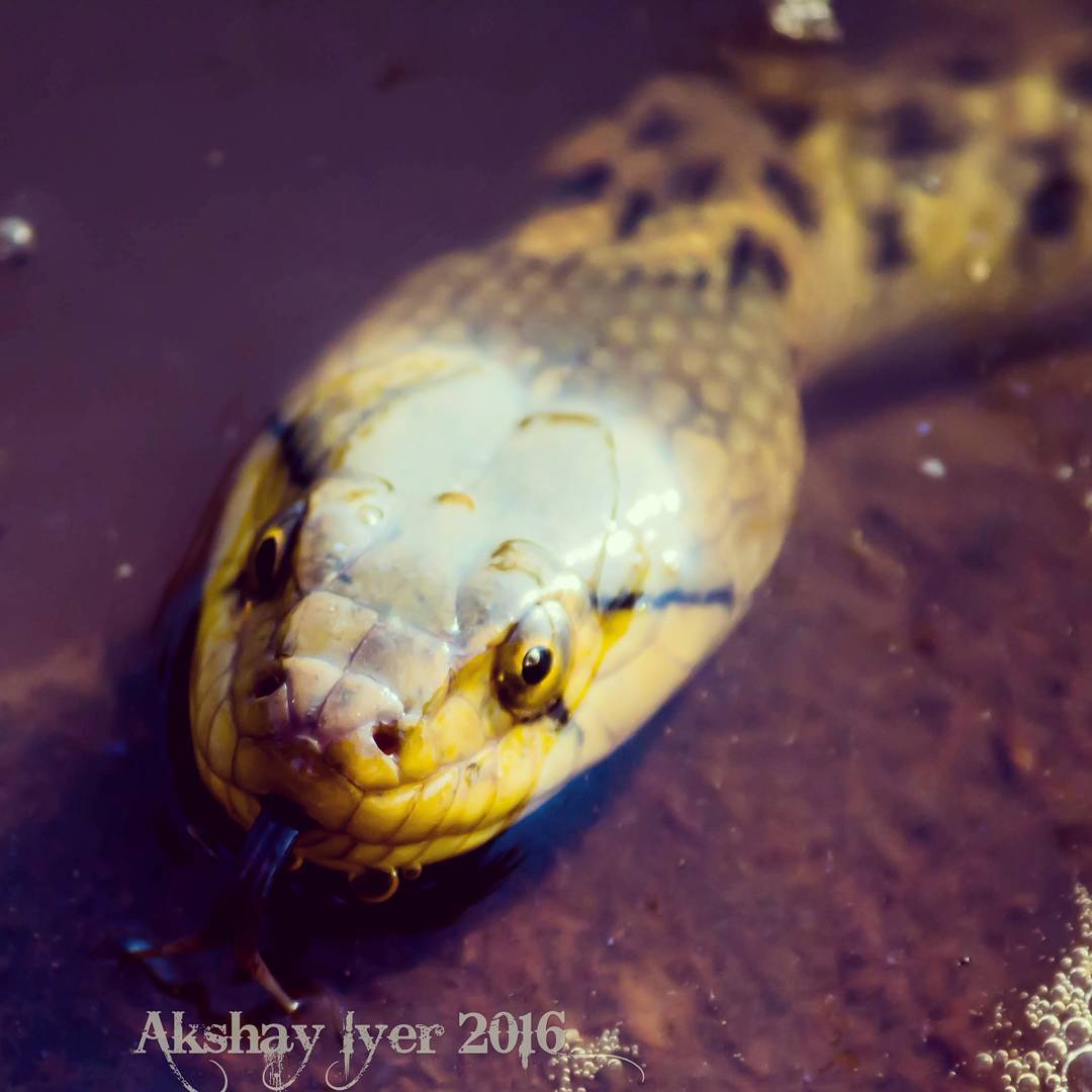 KEELBACK