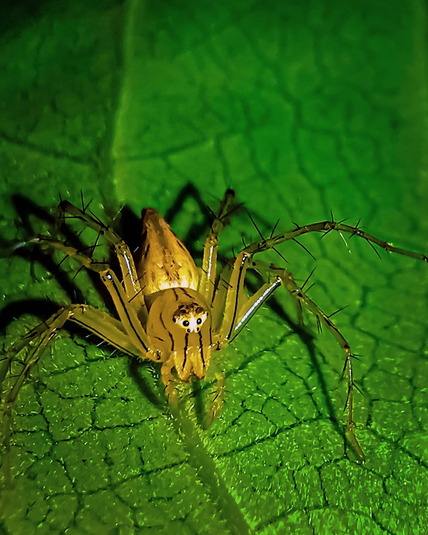 LYNX SPIDER