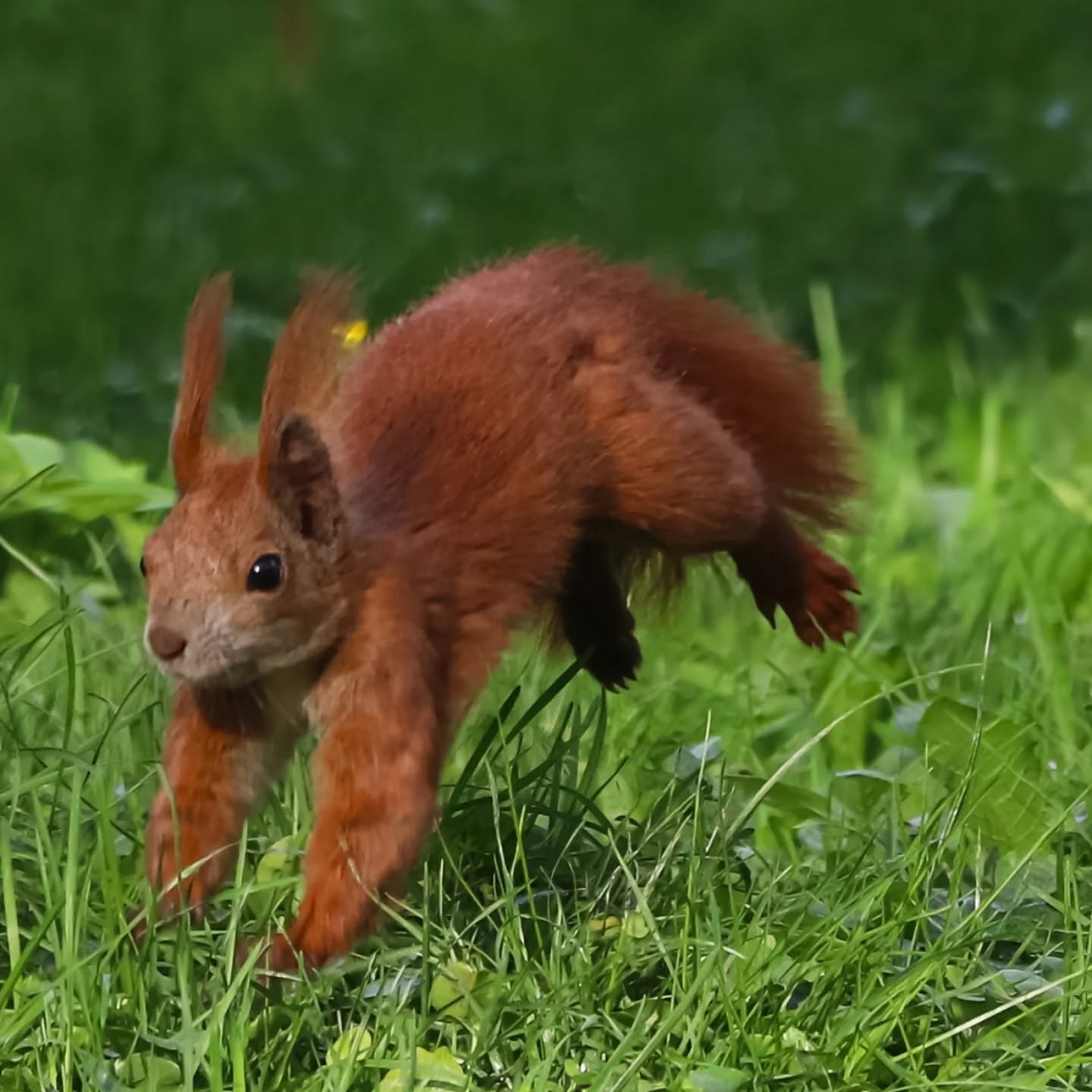 RED SQUIRREL